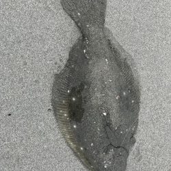 フラットフィッシュ