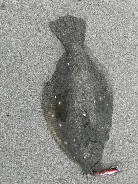 フラットフィッシュ