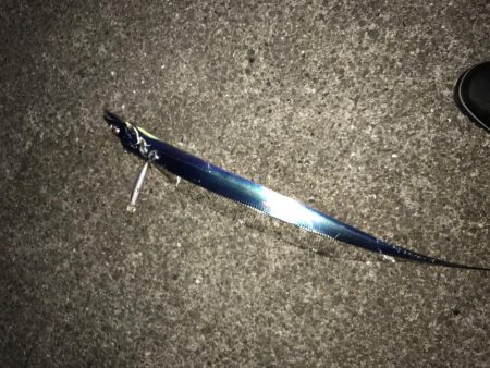 久しぶりにタチウオ