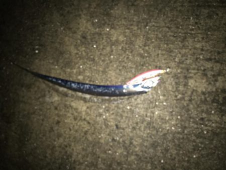 タチウオ活性高い❓