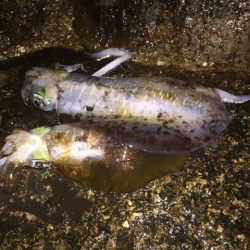 ヤガラがアジを丸呑み