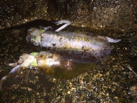 ヤガラがアジを丸呑み