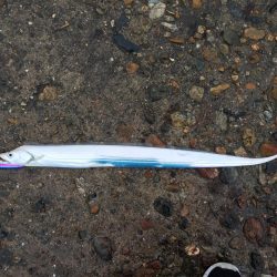 青物狙い!のはずが、、、