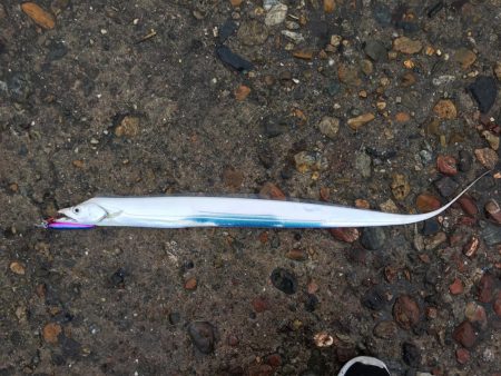 青物狙い!のはずが、、、