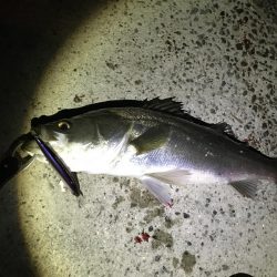 風風風＝シーバス。