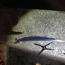 風がない日は、太刀魚に限ります。