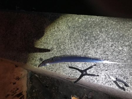 風がない日は、太刀魚に限ります。