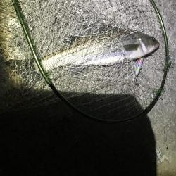 シーバスおるよ。