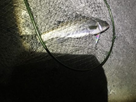 シーバスおるよ。