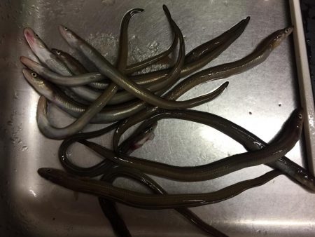 ハゼ、アナゴ釣り