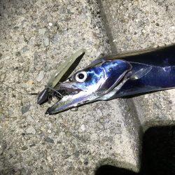 ワインド太刀魚