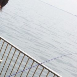 タチウオ、イシモチ