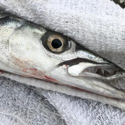 メッキ調査撃沈！