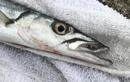 メッキ調査撃沈！