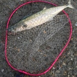 潮が動かんとキツイな〜！