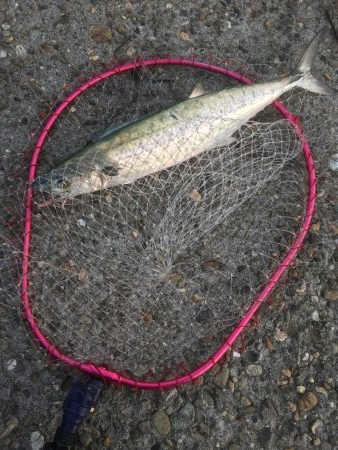 潮が動かんとキツイな〜！