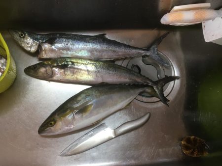 偶には違うポイントで朝練♫