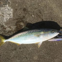 青物ハンティング♫