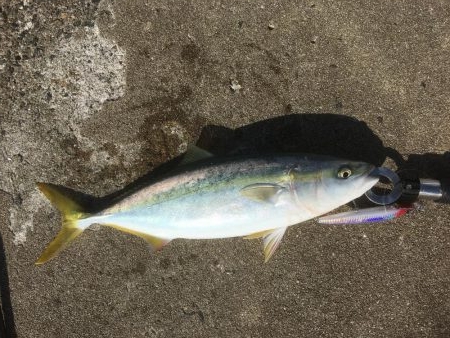 青物ハンティング♫