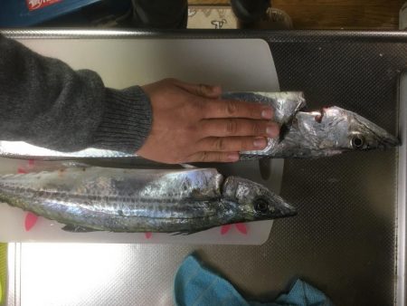 ドラゴンゲット♫