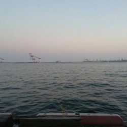 タチウオつれず、グレが。