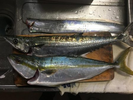 渋くても釣りますよ〜♫