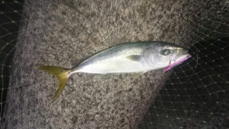 ハマチゲット！