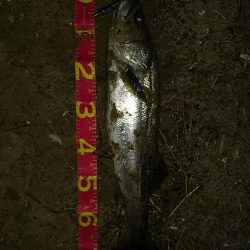 シーバス祭り！