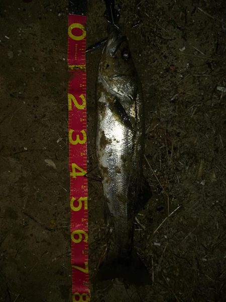 シーバス祭り！