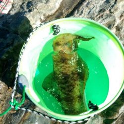 アオリイカ調査