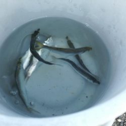 餌なしサビキでサッパ釣り