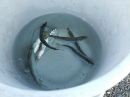 餌なしサビキでサッパ釣り