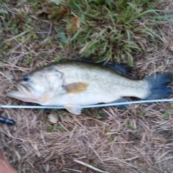 バーベキュー&バス釣り