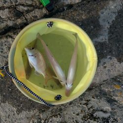 まさかのタチウオと大型キス