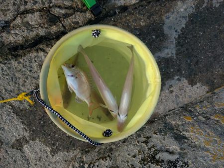 まさかのタチウオと大型キス