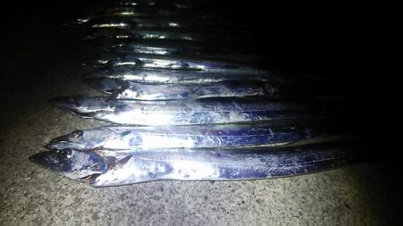 ジグでタチウオ好調！