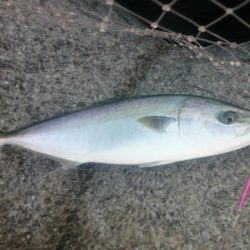 ハマチにサゴシ