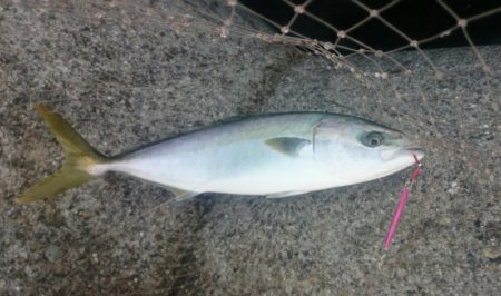 ハマチにサゴシ