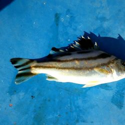 ちょー寒かったけどぶっこみ釣り