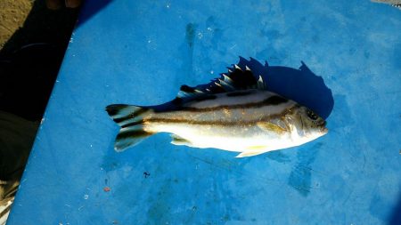 ちょー寒かったけどぶっこみ釣り