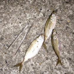 ナイトアジ＆デイマゴチ