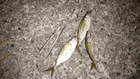 ナイトアジ＆デイマゴチ