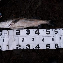 ビッグバッカーにきました