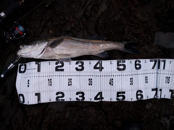 ビッグバッカーにきました