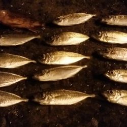 ナイトアジング　豆アジちゃん