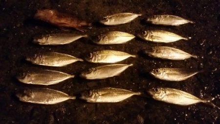 ナイトアジング　豆アジちゃん