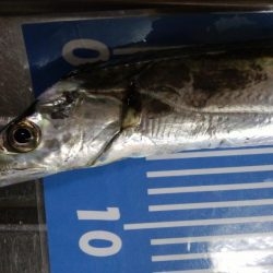 ジギングとワインド