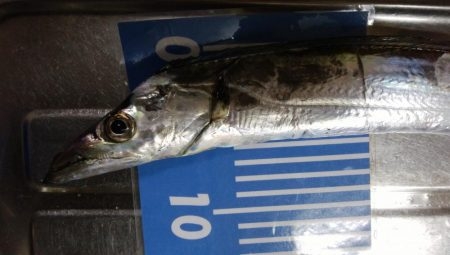 ジギングとワインド