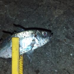 タチウオ＆アジング