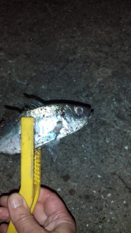 タチウオ＆アジング